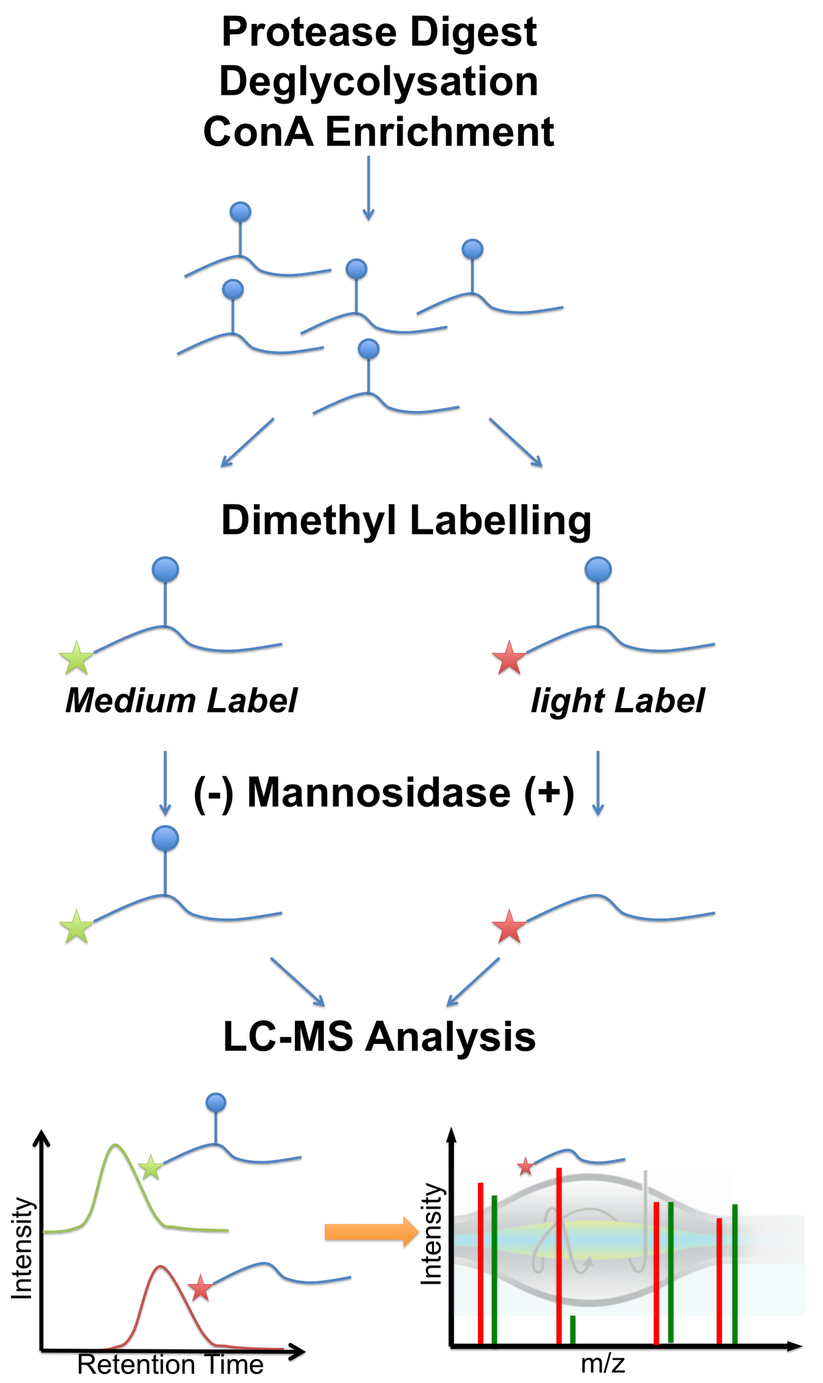 Examplary workflow for
                                      differential O-Mannosylation
                                      analysis