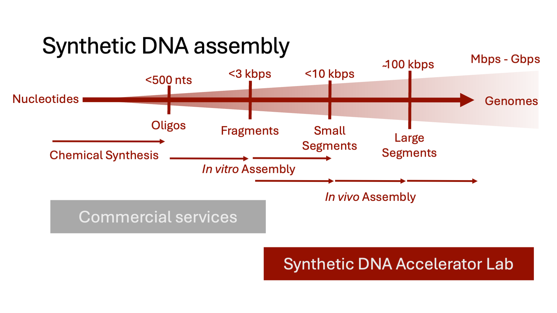 DNA fragment assembly