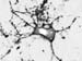 Neuron