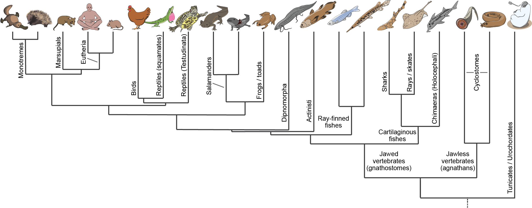regulation_evolution