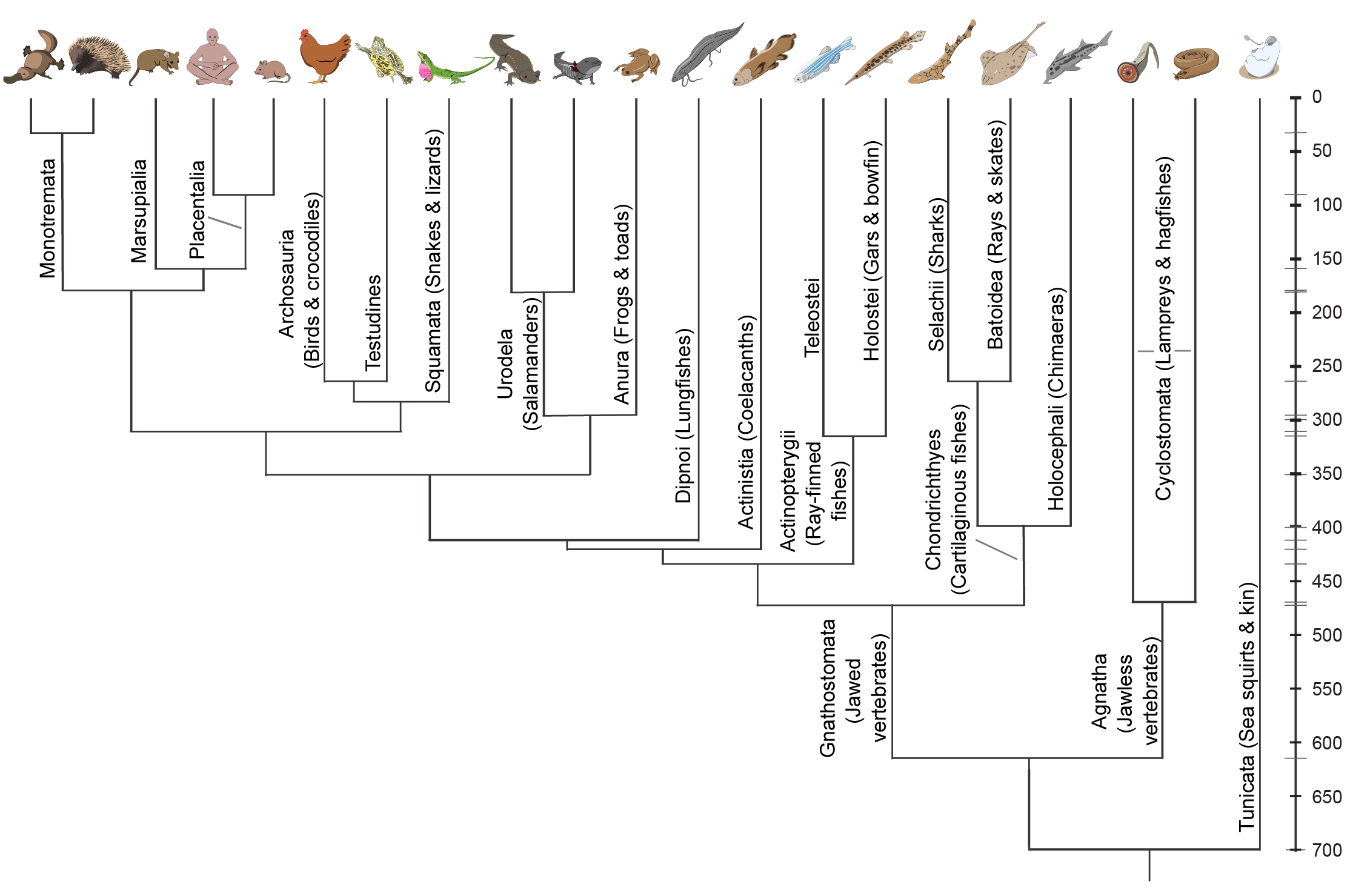 regulation_evolution